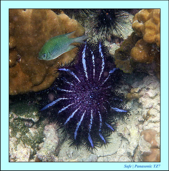 2011 - 07 - Koh Lipe 40